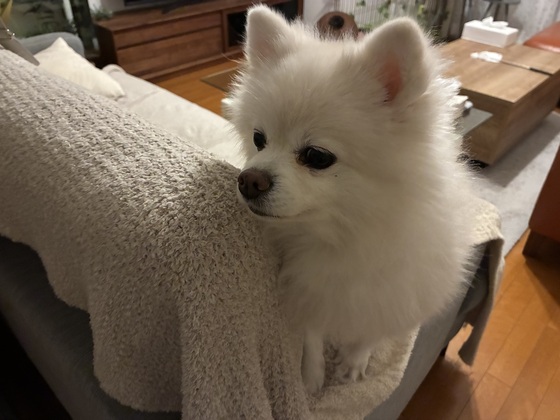 お知らせの画像