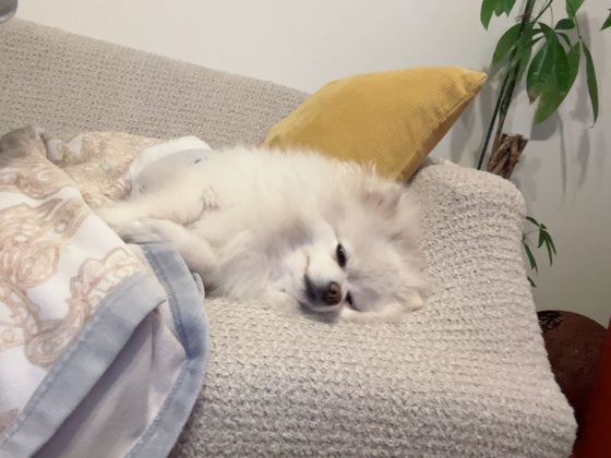 お知らせの画像