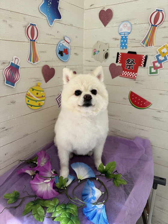 お知らせの画像