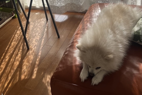 お知らせの画像