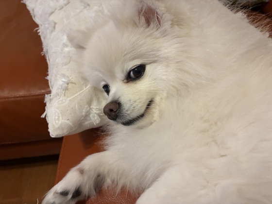 お知らせの画像